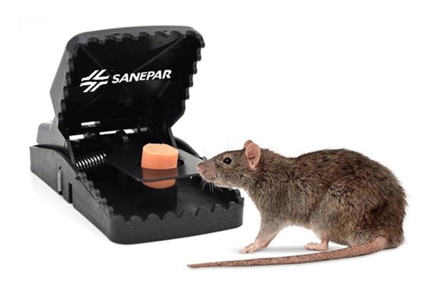 Rat